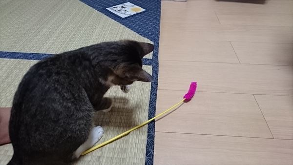 愛知里親募集中の子猫はあと