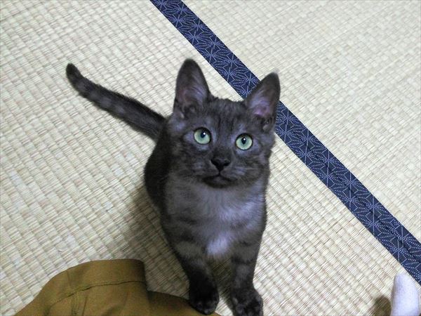 同じような経過を辿る兄妹子猫たち（光くん）