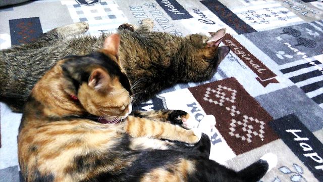 猫の里親になるときは慎重に！不幸な猫を増やさないために