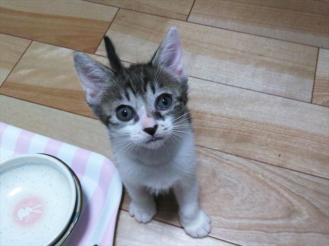 サバ白子猫のいさきちゃん、控えめな甘えん坊かもよ～