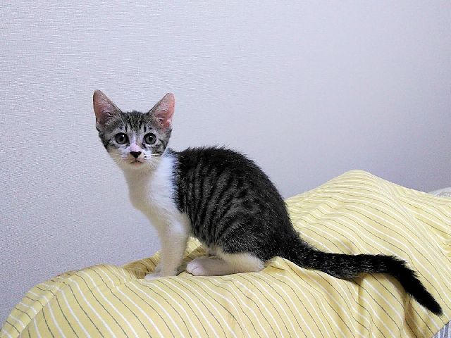 子猫の譲渡について★黒白にゃんこのいくらちゃん、ちょっとお目目が小さいかもよ～