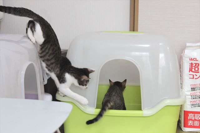 トイレが気になる猫の心情はいかに！？繰り上がり制なの？