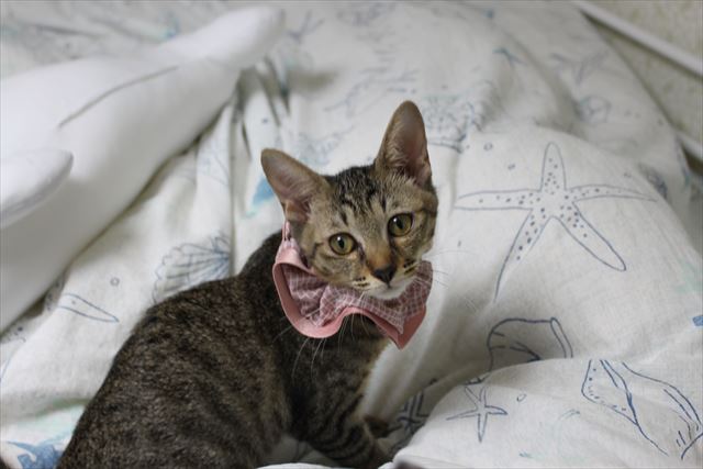 借りてきた猫だった姉妹子ねこ、大人に近づいてきたねぇ