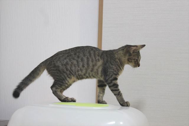 猫ベッドが部屋から部屋へ移動するわけが判明！姉妹猫の近況