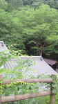 NEC_0274.jpg