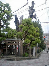 komatunagi3.jpg