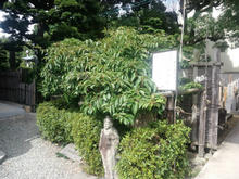 kuguchisusao18.jpg