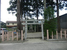 hachihonsugi02.jpg