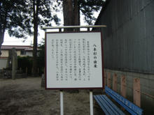 hachihonsugi03.jpg