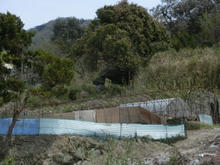 kawachidorumen01.jpg