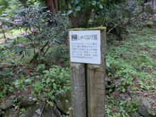 Iwawakiji02.jpg