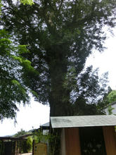 Iwawakiji11.jpg