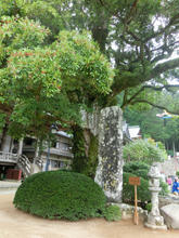 Kumanonachi_taisya041.jpg