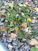Image197.jpg