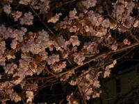 aP1020976.JPG