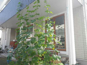 2011midori1