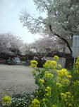 菜の花に桜☆
