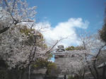 熊本城の桜