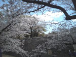 そしてお堀の上の桜