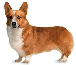 Welsh_Corgi.jpg