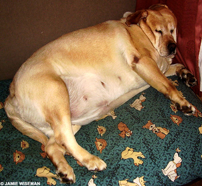 高齢犬 老犬におすすめプレミアムダイエットフード 高齢犬と楽しく過ごす方法
