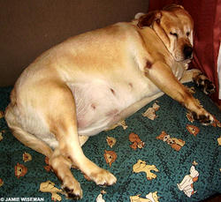 debu.jpg
