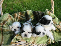 shihtzu.jpg