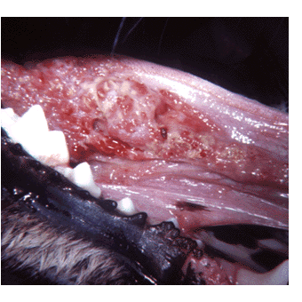 高齢犬 老犬がかかるガン 悪性腫瘍 高齢犬と楽しく過ごす方法