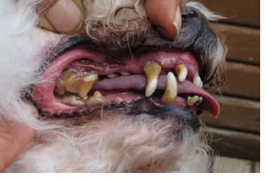 dog-teeth.jpg