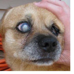 高齢犬 老犬におすすめの白内障の薬 高齢犬と楽しく過ごす方法
