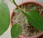 １０日目２(水あげ１時間後)