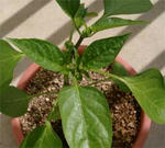 １１日目２(水あげ30分後