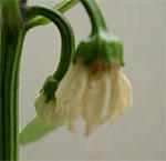 １６日目２しおれてる？