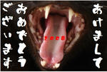 2008neko.jpg