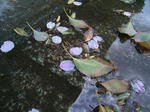 r004.JPG