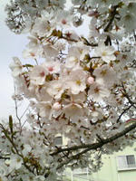 SAKURA1.JPG