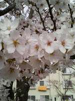 SAKURA2.JPG