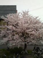 SAKURA3.JPG