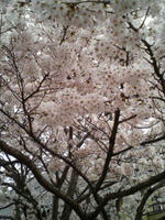 SAKURA4.JPG