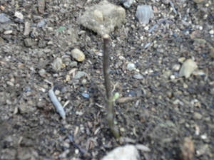 DSC08935.jpg