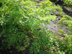 DSC09676.jpg