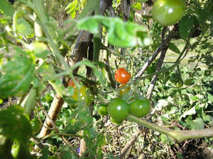 DSC09689.jpg