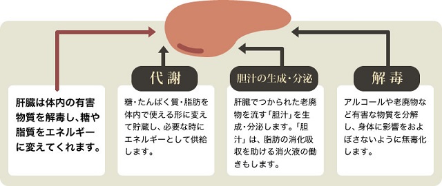 肝臓について