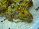 sheephead.JPG