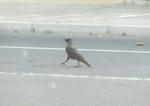 karasu2.JPG