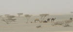 blog_Jeddah_camel_20110728_001.JPG