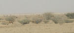 blog_Jeddah_camel_20110728_002.JPG