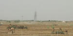 blog_Jeddah_camel_20110728_004.JPG