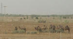 blog_Jeddah_camel_20110728_005.JPG