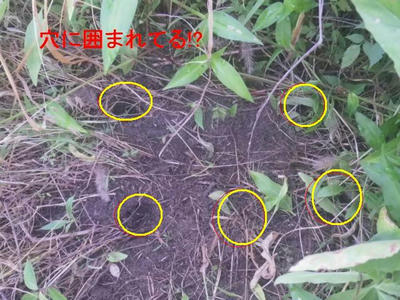 確定フォーメーション